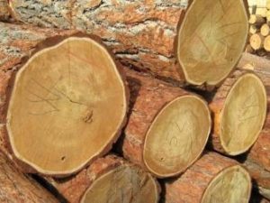 Round timber logs stacked at Ray Wood Exploatare's sawmill yard in Frasin, Suceava County